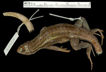 Media type: image;   Herpetology R-53919 Aspect: dorsal